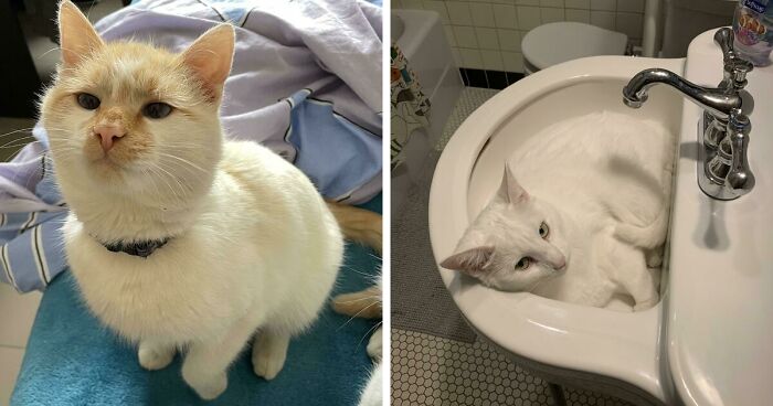 301 Adorable White Cats That Somehow Look Majestic Even When They’re Being Ridiculous