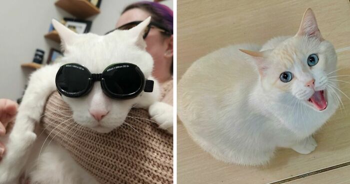 301 Adorable White Cats That Somehow Look Majestic Even When They’re Being Ridiculous