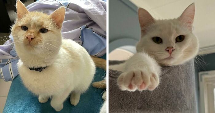 301 Adorable White Cats That Somehow Look Majestic Even When They’re Being Ridiculous