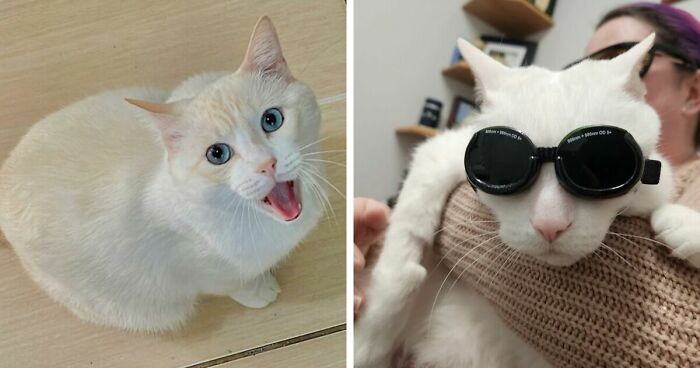 301 Adorable White Cats That Somehow Look Majestic Even When They’re Being Ridiculous
