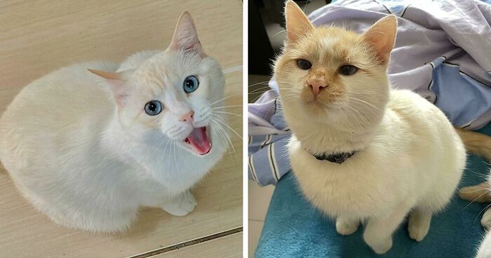 301 Adorable White Cats That Somehow Look Majestic Even When They’re Being Ridiculous