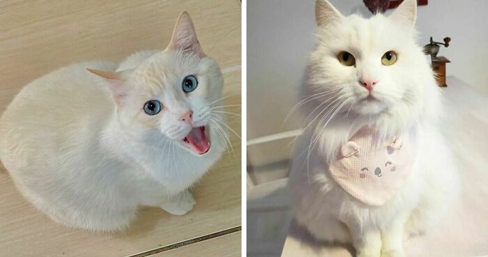 301 Adorable White Cats That Somehow Look Majestic Even When They’re Being Ridiculous