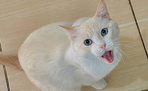 301 Adorable White Cats That Somehow Look Majestic Even When They're Being Ridiculous