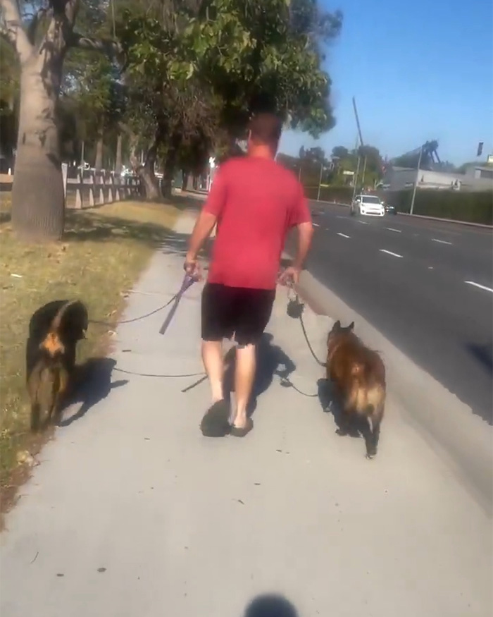 A man walking his dogs on the sidewalk, illustrating the scene before the Cyclist Karen confrontation. A man walking his dogs on the sidewalk, illustrating the scene before the Cyclist Karen confrontation.