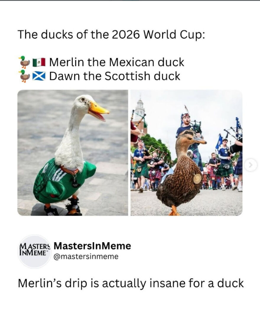 Two ducks dressed in World Cup kits, Merlin the Mexican duck and Dawn the Scottish duck.