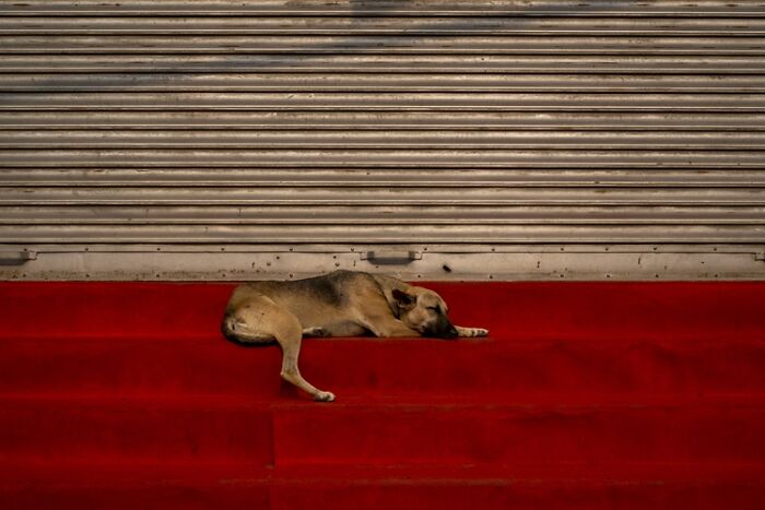 Domestic Animals Category, Honorable Mention: "Red Carpet" By Federico Mejia