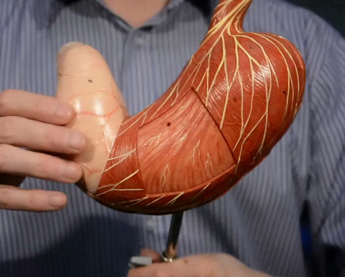 A human stomach model being held, related to Biohacker Bryan Johnson's dreadful diagnosis despite his health regimen. A human stomach model being held, related to Biohacker Bryan Johnson's dreadful diagnosis despite his health regimen.
