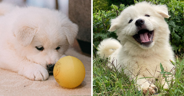 Animal Behavior Expert Explains 17 Common Things People Get Wrong About Dogs