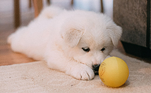 Animal Behavior Expert Explains 17 Common Things People Get Wrong About Dogs