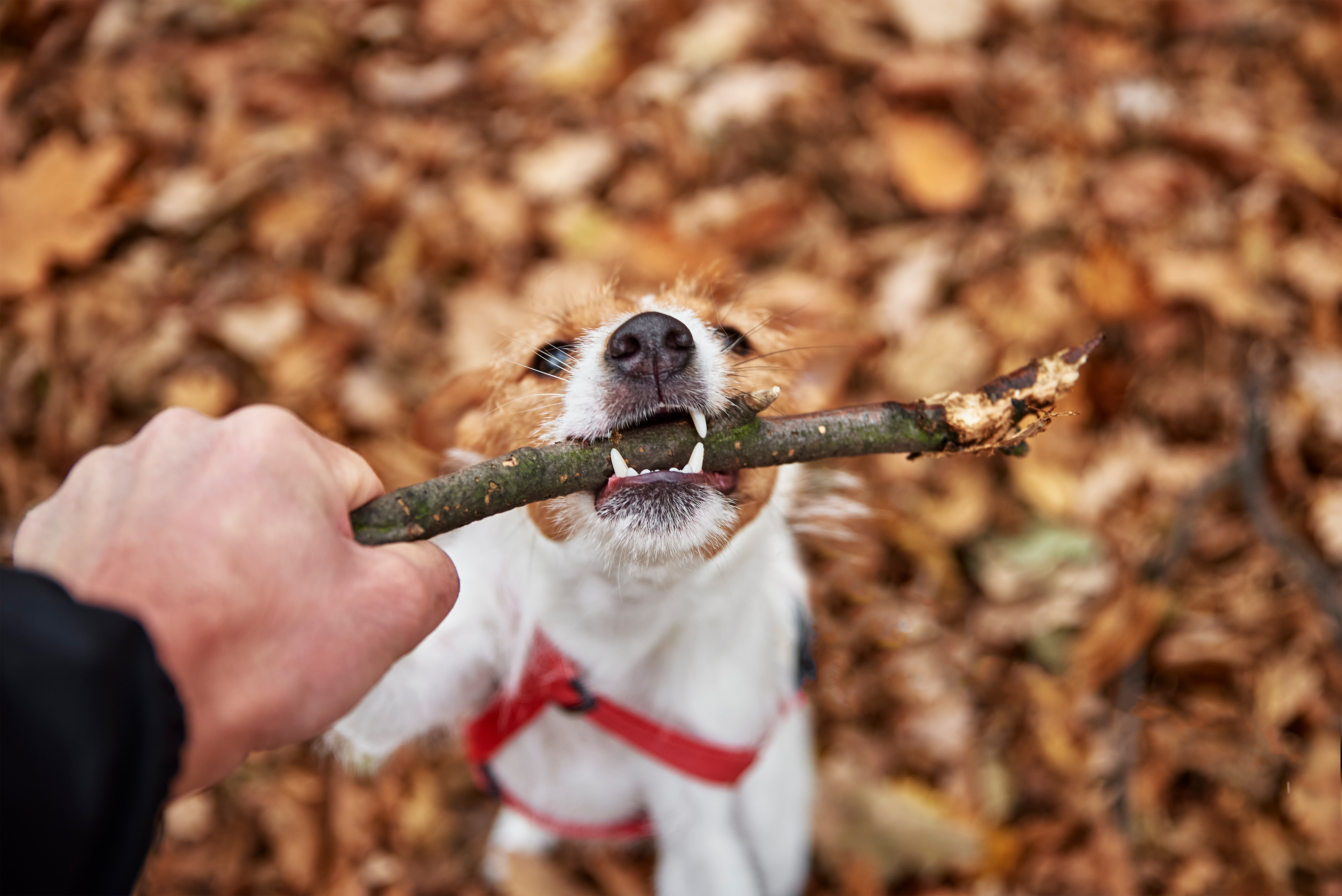 A close-up of a dog biting a stick, highlighting a dog owner's nightmare. A close-up of a dog biting a stick, highlighting a dog owner's nightmare.