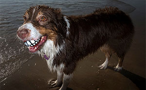 Street Photographer Captured 47 Funny Dog Moments That Happened By Pure Chance