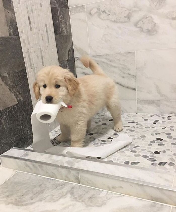 Adorable animal pic of a golden retriever puppy carrying toilet paper in a tiled bathroom. Cute emergency.