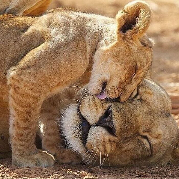 Adorable animal pic of a lion cub licking its mother's head. Cute emergency.