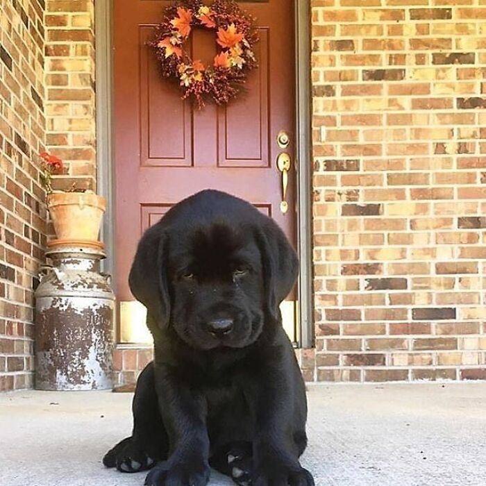 Adorable animal pic of a black lab puppy sitting on a porch, looking sad. Cute emergency.