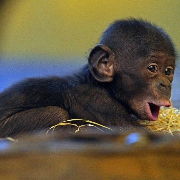 Adorable animal pic of a baby monkey with an open mouth, lying on straw, a cute emergency.