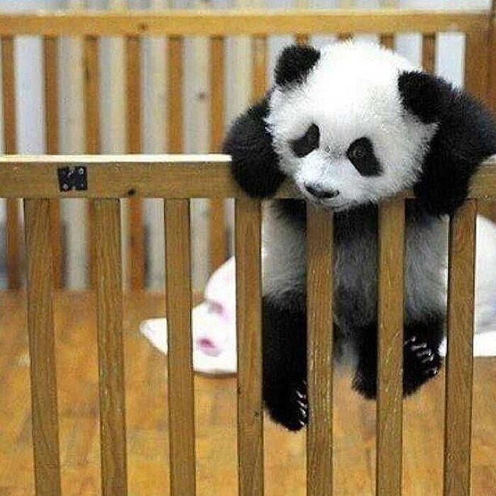 Adorable animal pic of a baby panda climbing out of a wooden crib, a cute emergency.