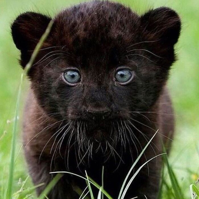 Adorable animal pic of a black panther cub with big blue eyes in green grass, a cute emergency.