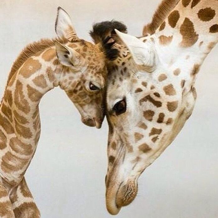Adorable animal pic of a giraffe and its calf nuzzling, a cute emergency moment.