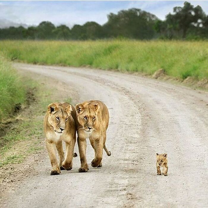 Adorable animal pic of two lionesses and a tiny cub walking on a dirt road, a cute emergency.