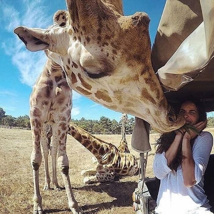 Adorable animal pic of a giraffe interacting with a person in a safari vehicle, brightening your day.