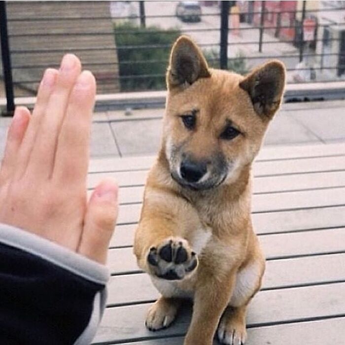 Adorable animal pic of a cute dog giving a high five, brightening your day.