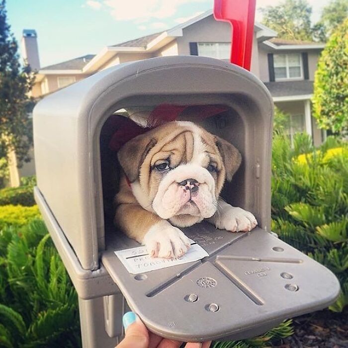 Adorable animal pic of a bulldog puppy in a mailbox with a red bow, brightening your day.
