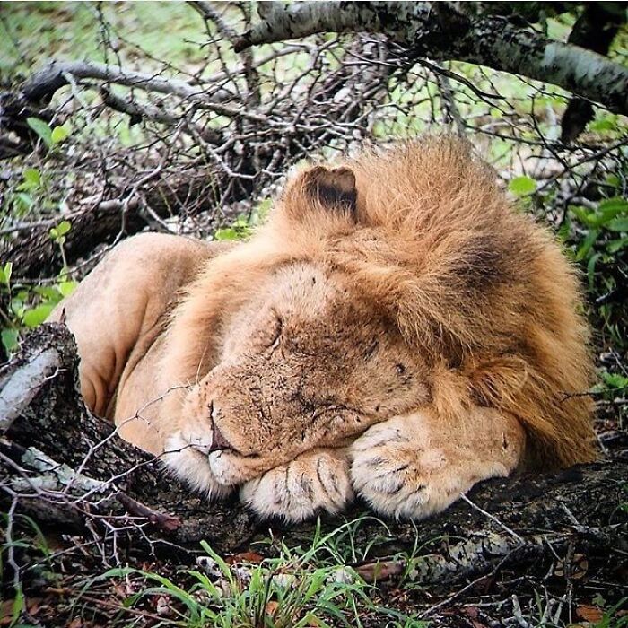 Adorable animal pic of a sleeping lion with a full mane, brightening your day.