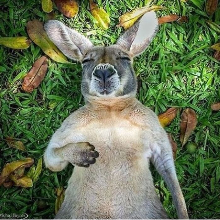 Adorable animal pics: A kangaroo lies on its back in green grass with fallen leaves, eyes closed, seemingly relaxed and happy.