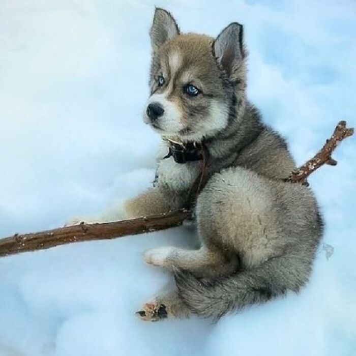 Adorable animal pics: A fluffy husky puppy with blue eyes sits in snow, holding a stick, looking incredibly cute.