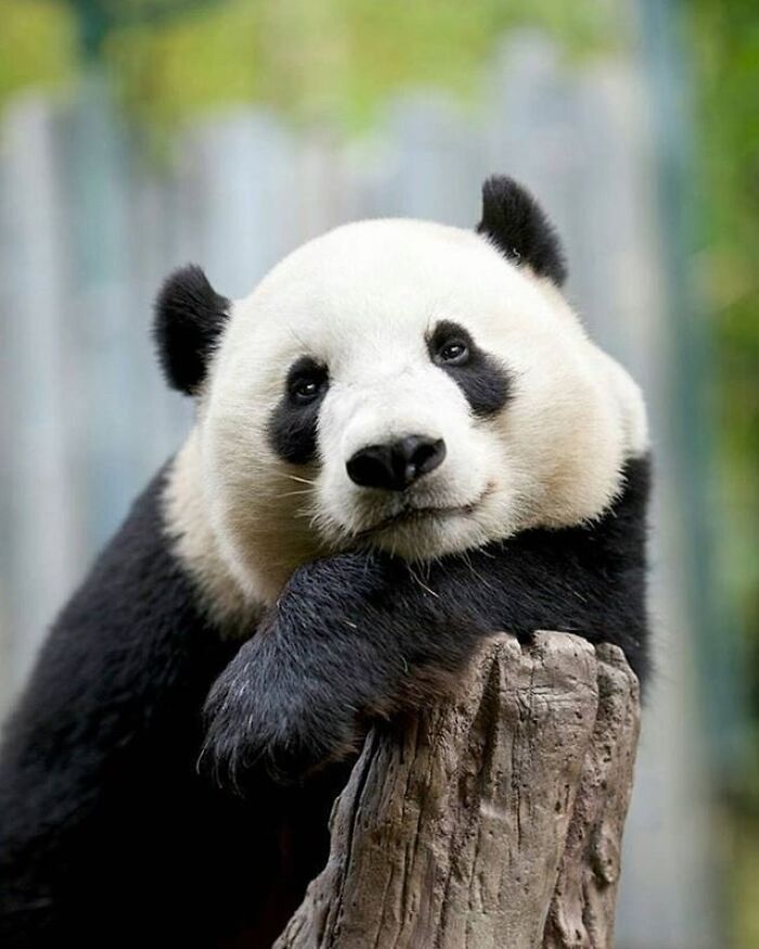 Adorable animal pic of a panda resting its head on a tree stump, looking directly at the viewer.