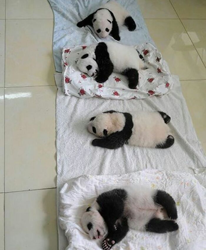 Adorable animal pics featuring a line of baby pandas sound asleep on individual mats.