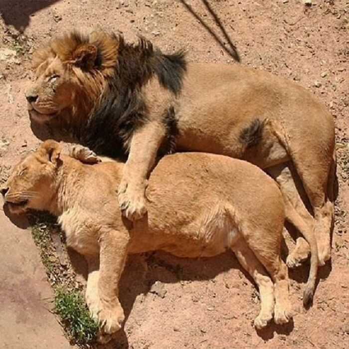 Two lions, a male and a female, relaxing together, making an adorable animal pic.