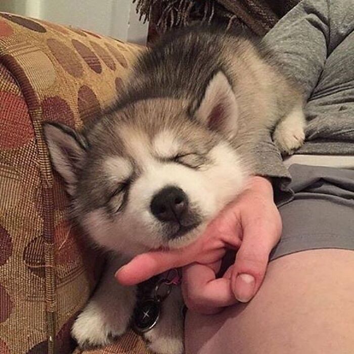 Adorable animal pic of a fluffy husky puppy sleeping soundly on a person's arm.