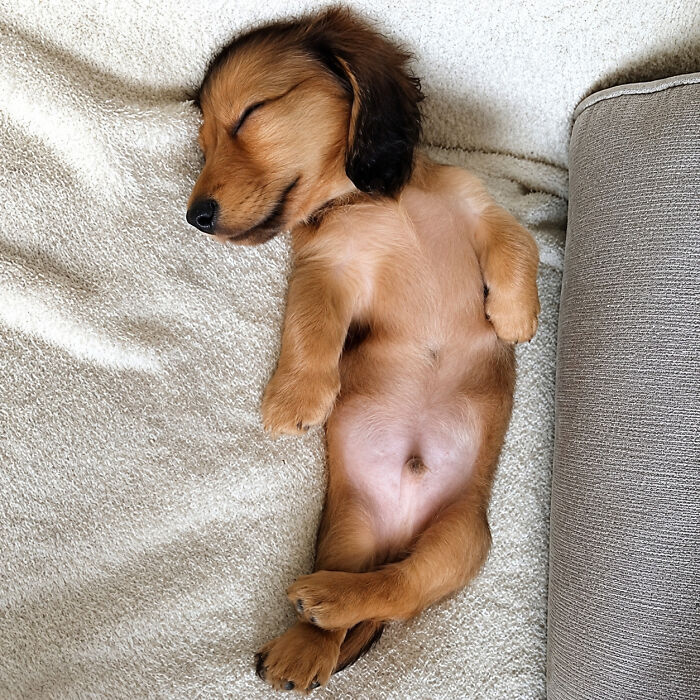 Adorable animal pic of a small brown puppy sleeping on its back on a soft blanket.