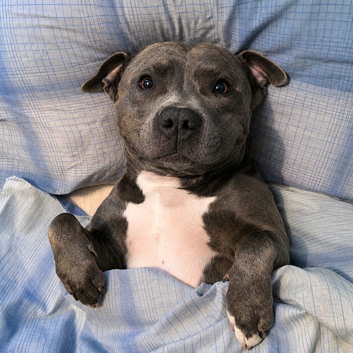 Cute emergency animal pics of a happy grey and white pitbull dog lying in bed under a blue blanket, looking at the camera.