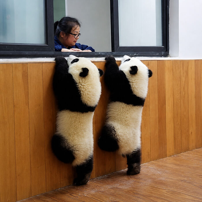 Adorable animal pics of two baby pandas standing on their hind legs, looking up at a person in a window.