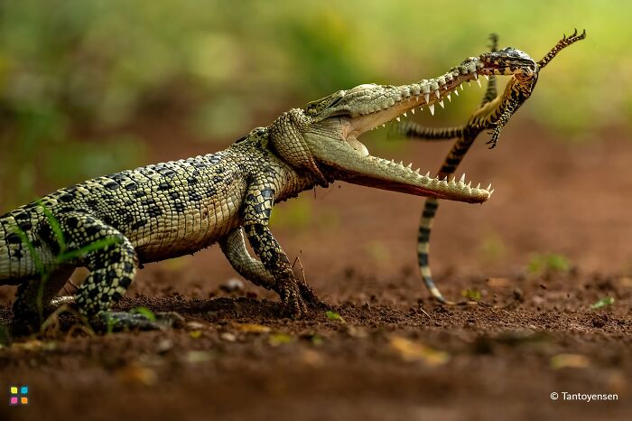 Life Against Life By Tantoyensen