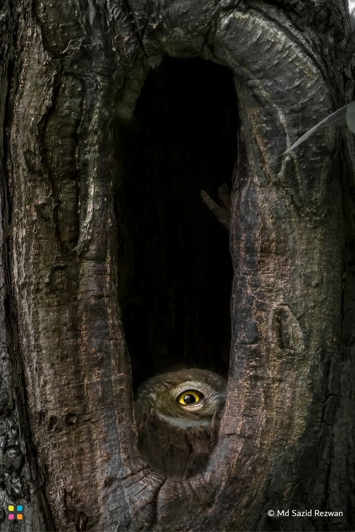 The Watcher By MD Sazid Rezwan