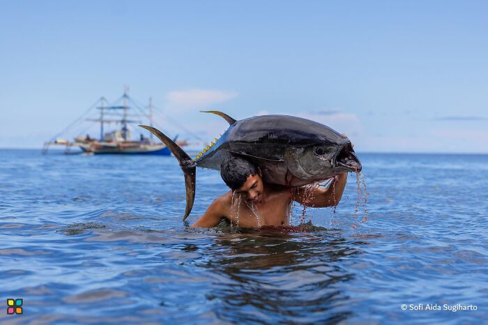 Tuna Carrier By Sofi Aida Sugiharto