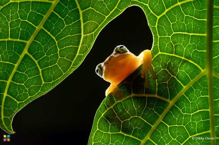 Among The Leaves By Dikky Oesin