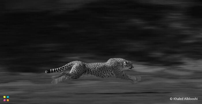 Cheetah In Motion By Khaled Alblooshi