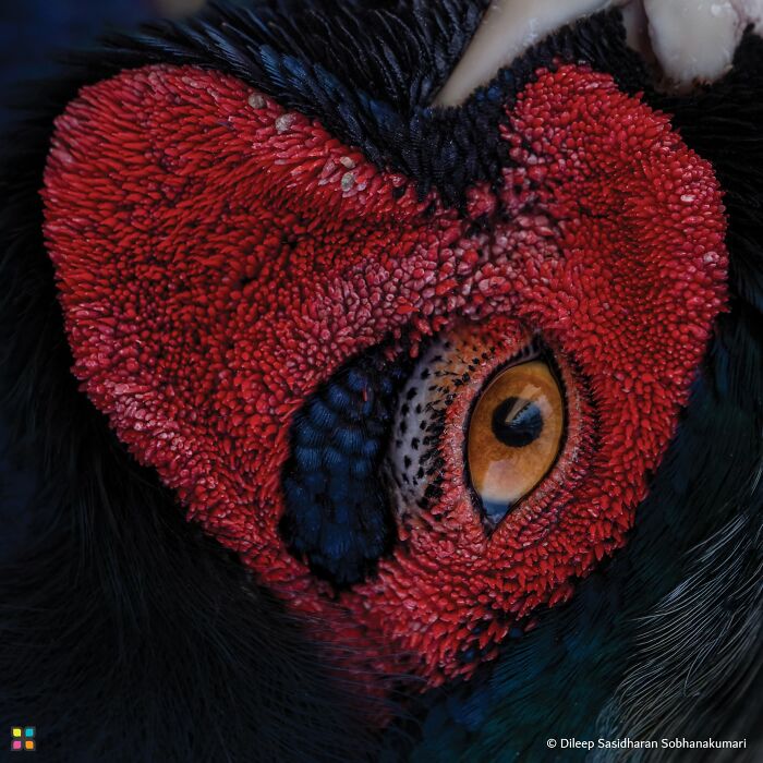 Pheasant By Dileep Sasidharan Sobhanakumari
