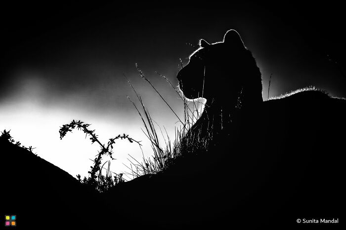 Guardian Of The Wild By Sunita Mandal