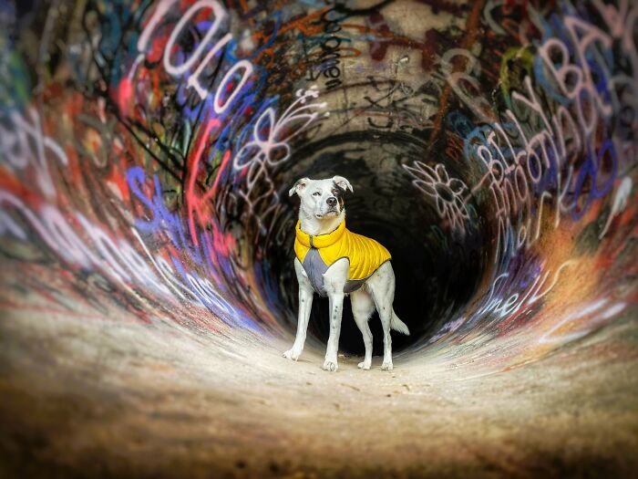 A white dog in a yellow vest standing in a colorful graffiti tunnel, one of the best pet photography images.