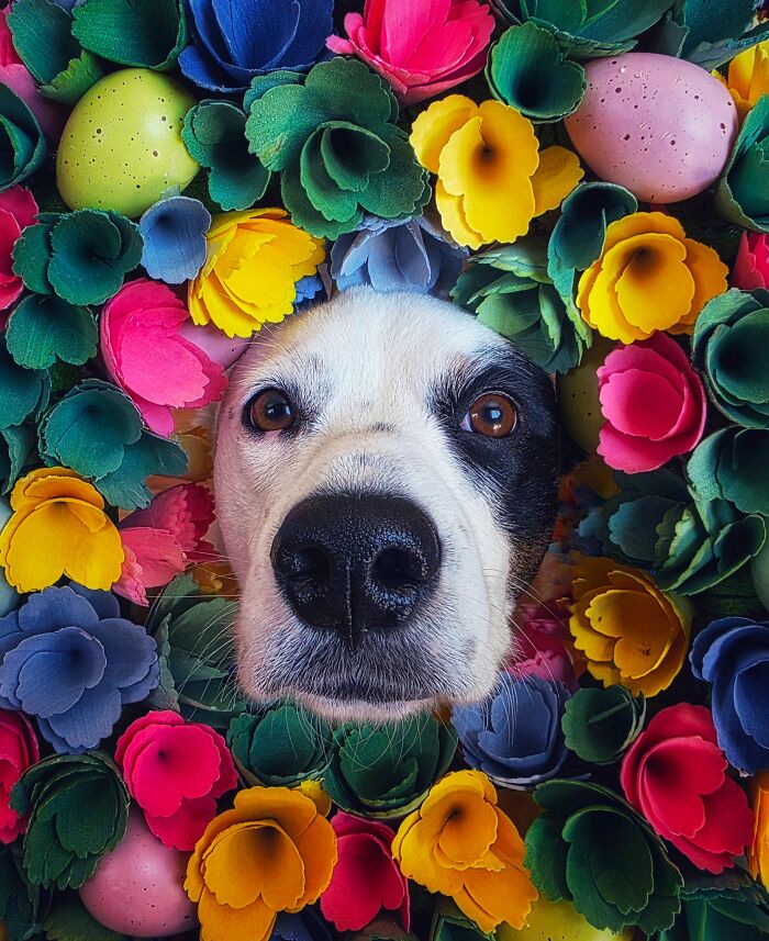 A charming black and white dog's face emerges from a vibrant bed of colorful flowers and Easter eggs, a favorite from the Pet Photography Awards.