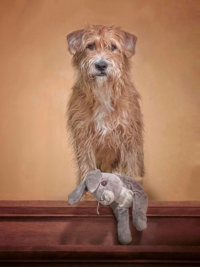 A shaggy brown dog stands proudly behind a gray stuffed bunny, a favorite from the Pet Photography Awards.