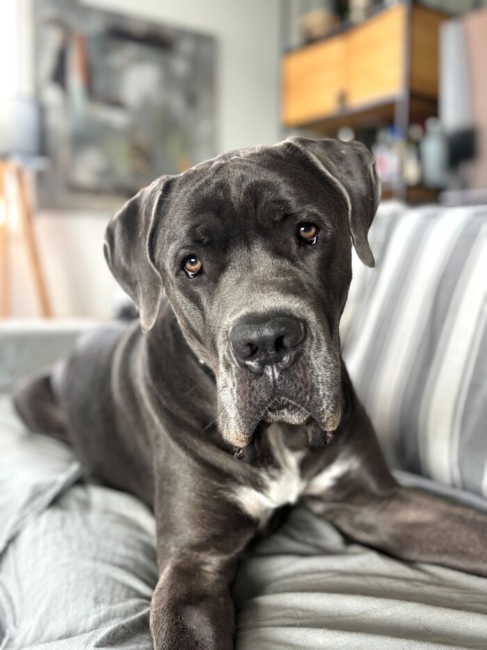A majestic gray Cane Corso dog with soulful eyes rests comfortably on a striped couch, a favorite from the Pet Photography Awards.