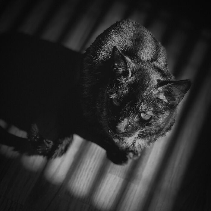 A black cat, partially illuminated by striped light, gazes upwards in a dramatic black and white pet photography image.