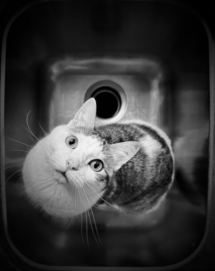 A black and white photo of a pet cat looking up from a sink, a winning image in pet photography awards.