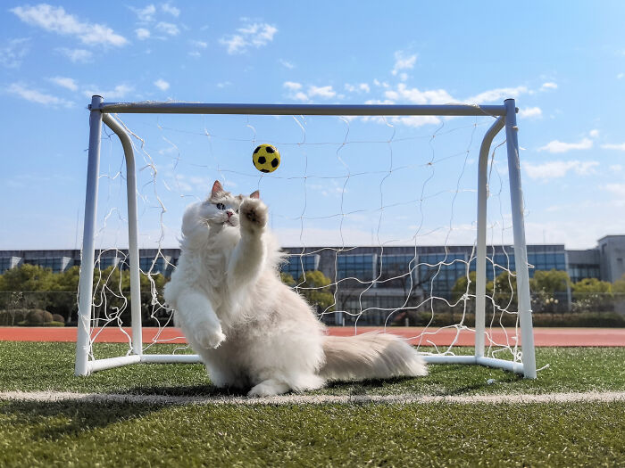 A fluffy white cat playing goalie with a soccer ball in a miniature net, showcasing pet photography talent.